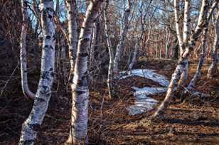 Hofdi Preserve, dwarf birch forest-9432-2 Hofdi Preserve, dwarf birch forest-9432-2